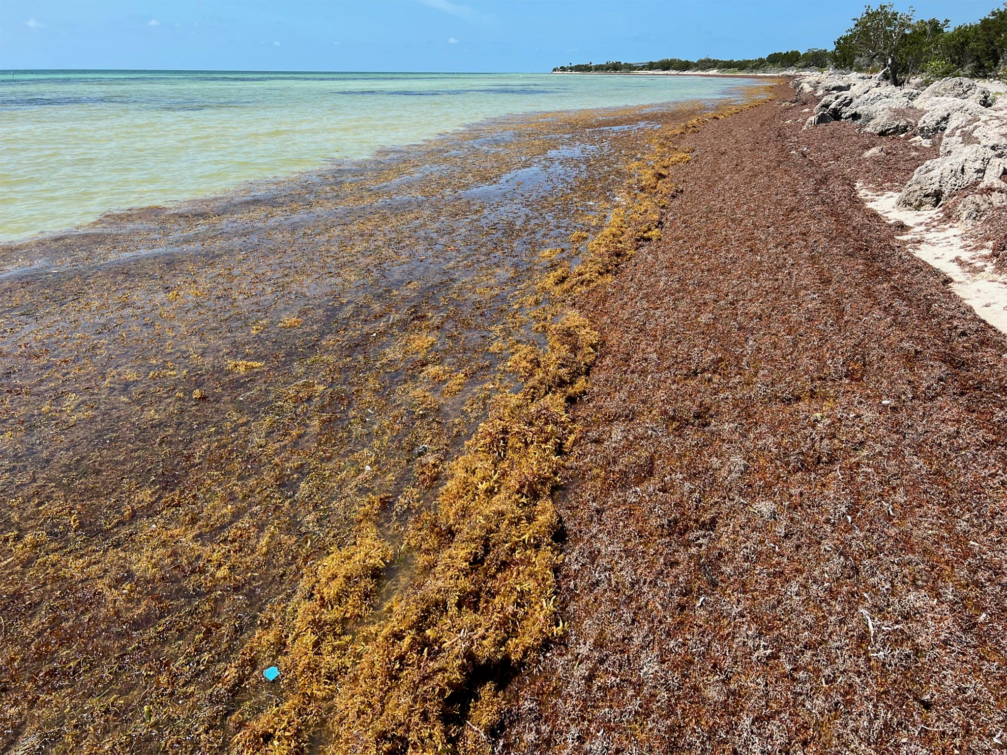 Flesheating bacteria found in seaweed on Florida beaches The Independent